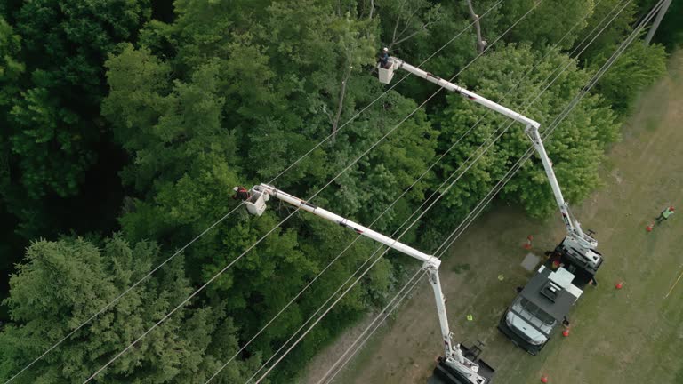 How Our Tree Care Process Works  in Galva, IL